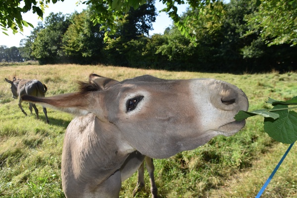 Journée de balade avec un âne en Auvergne