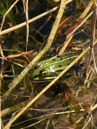 Grenouille Cézallier