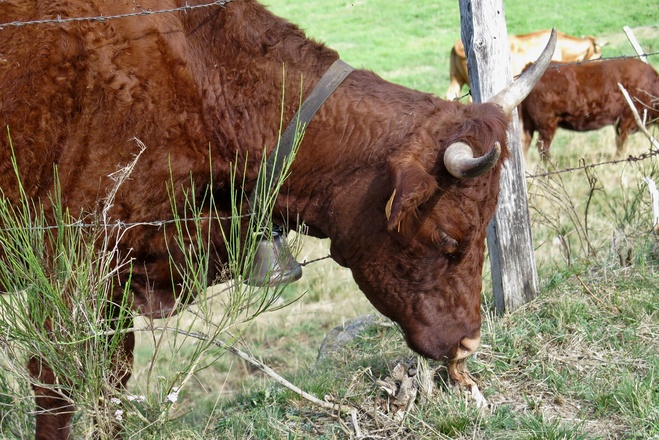 Vache Salers