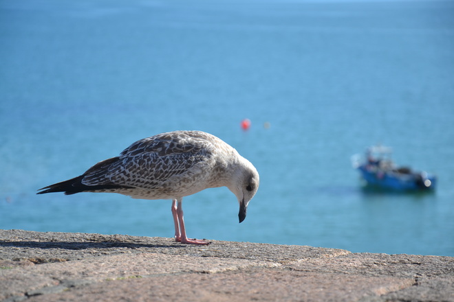 l'avifaune sur les iles anglo normandes