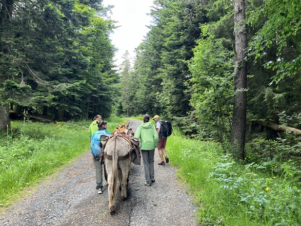 Randonnée  avec un âne en Auvergne