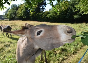 Journée de balade avec un âne en Auvergne